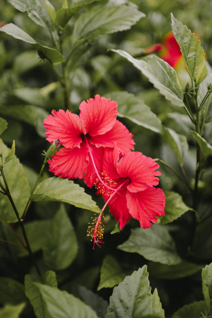 hibiscus background