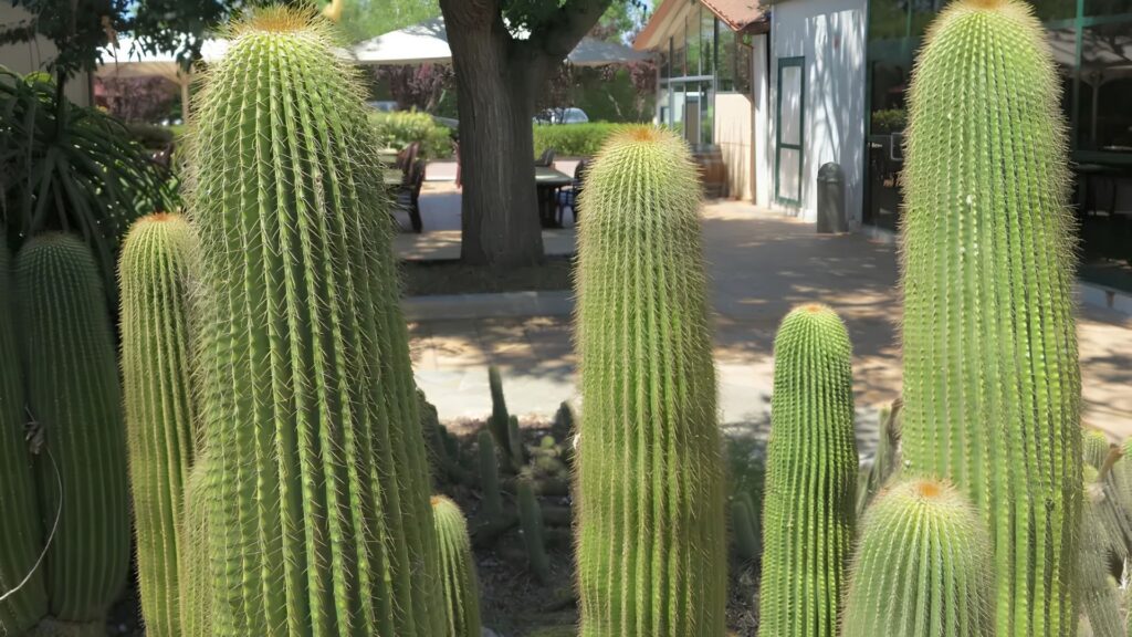 vegetation in Salou